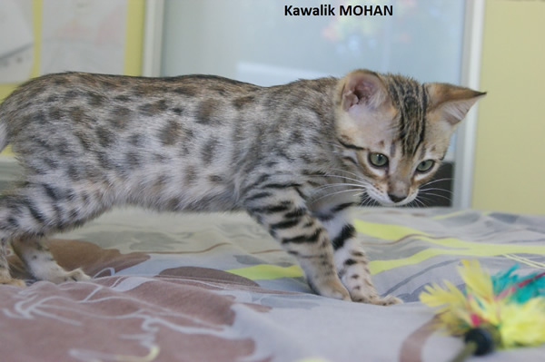 male bengal brown